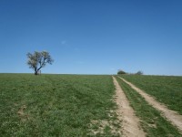 Hrušeň Šmigula - 28.4.2012