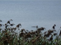 Vodní ptáci na Břilickém rybníce - 24.5.2012