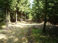 Pěkná lesní cesta kolem rybníku Vymyslíku - 6.5.2012