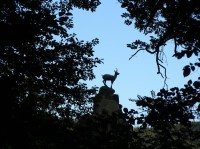 Socha kamzíka je zarostlá vysokými stromy, hlavně buky: Když pan baron (von Witzow - nevím jestli jsem to jméno napsal správně),  který měl sídlo na protějším svahu, daroval jednu ze svých soch zvířat městu Karlovy Vary (tehdy malá osada okolo říčky 