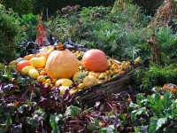 Podzimní zeleninový záhon