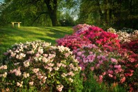Rhododendrony u Černého rybníka