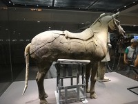 socha koně ve vitríně