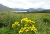 květy a jezero u Glen Coe