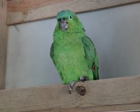 Honduras Roatan papoušek