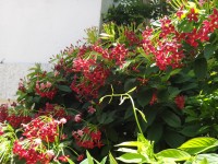 Honduras Roatan exotickáý květena