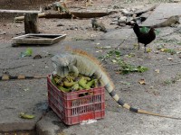 Honduras Roatan na iguaní farmě