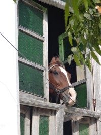 z okna se na nás díval kůň
