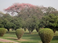 kvetoucí strom v parku