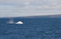 velryba dělá vodotrysk