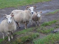 zdraví mě islandská ovčí rodinka