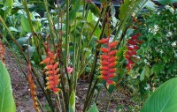 tropické květy