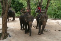 stanoviště slonů