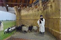 pastýř rohatých ovcí