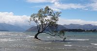 Nový Zéland - Wanaka tree