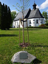 lípa svobody vysazená 28.10.2018 na počest 100. výročí vzniku republiky