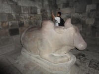 Prambanan kráva v chrámu boha Šivy