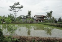 rýžová pole