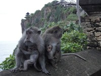 Uluwatu opičí rodinka