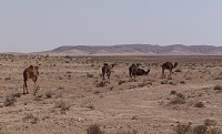 Sahara divocí velbloudi