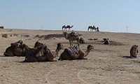 Douz - Sahara stanoviště velbloudích taxíků