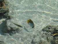 Maledivy ryby