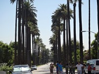 LA palmová alej v Beverly Hills 