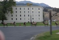 Yellowstone jeleni wapiti ve městě 