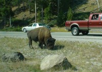 Yellowstone bizon u cesty
