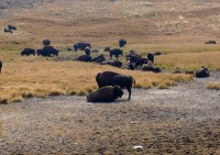 Yellowstone stádo bizonů