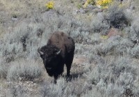 Yellowstone bizon