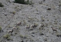 Yellowstone wapiti