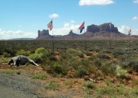 Monument Valley u cesty leží mrtvé zvíře