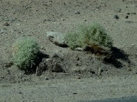 Death Valley nízké křoviny