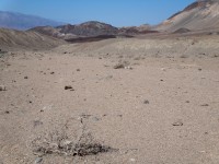 Death Valley i zde se objeví rostliny