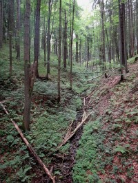 Horní Lomná okolní les u penzionu
