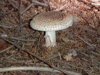Horní Lomná Kyčmol houby rostly