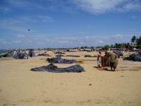 Negombo rybí trh