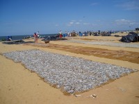 Negombo snad sardinky