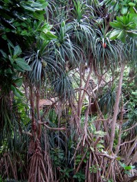 Waikkal mangrovníky v areálu