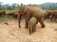 Pinnawala sloní mládě