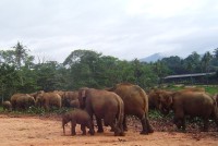 Pinnawala sloní stádo