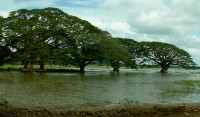 Tissamaharama Lake