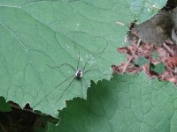 Horní Lomná v přírodě je mnoho druhů pavouků