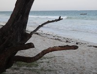 Kenya pláž 