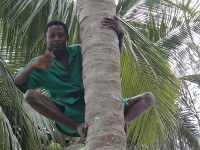 Kenya bosky na kokosovou palmu