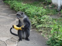 Kenya kočkodan mi ukradl banán