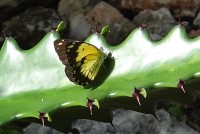 Kenya motýl na kaktusu