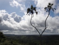 Shimba Hills palmy na obloze