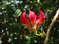 Sheldrick Falls lily gloriosa